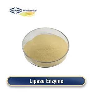 Lipase Enzyme