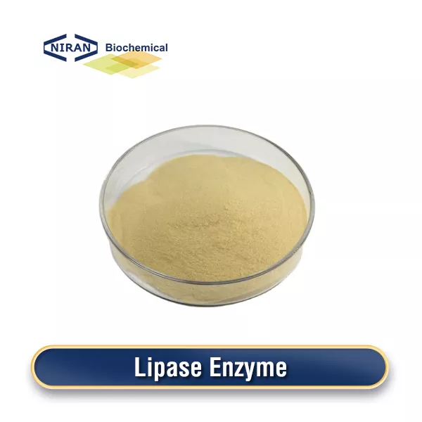 Lipase Enzyme