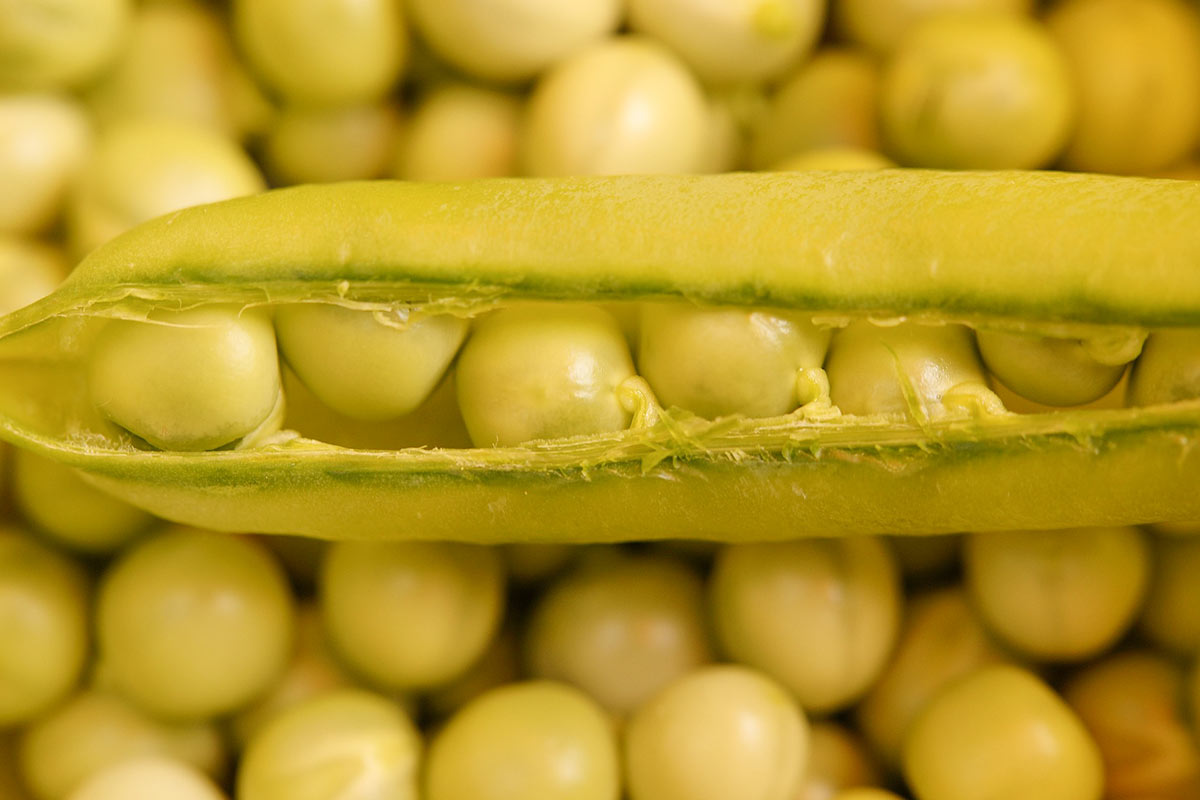 Pea Protein