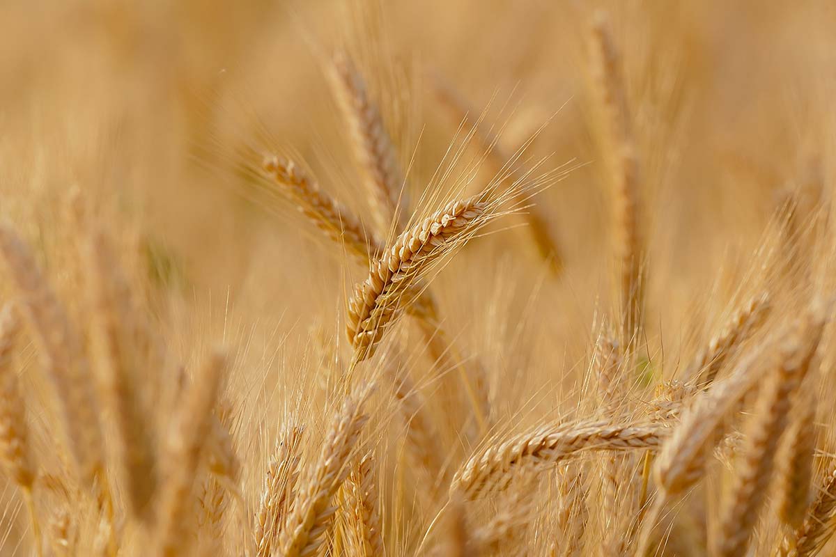 Wheat Protein (Gluten)